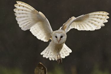 The Cornish Birds Of Prey Centre